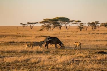 Большое сафари в Кении и Танзании