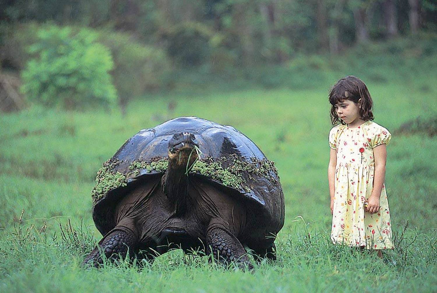 Галапагосская слоновая черепаха и человек