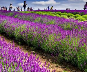 Праздник лаванды в «Лимбажи». Кельтский рецепт молодости. Любителям ландшафта